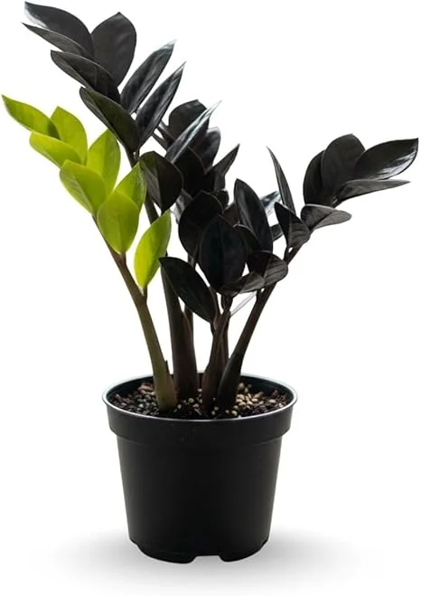 ZZ Plant Live Plant – 3 Inch Pot – Low Maintenance Indoor Houseplant - Image 1