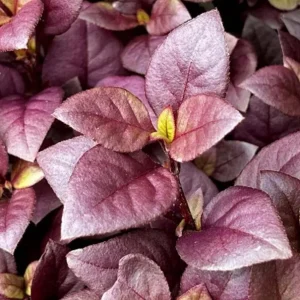 2 Alternanthera Little Ruby Live Plants – 4-6 Inch Starter – Ruby Purple Foliage - Image 2