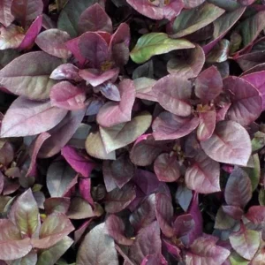 2 Alternanthera Little Ruby Live Plants – 4-6 Inch Starter – Ruby Purple Foliage - Image 4