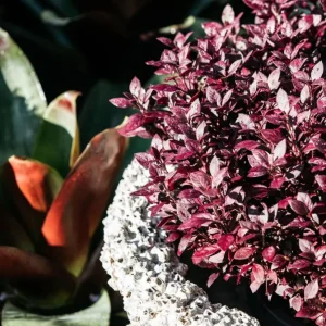 2 Alternanthera Little Ruby Live Plants – 4-6 Inch Starter – Ruby Purple Foliage - Image 7