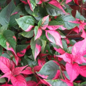 2 Alternanthera Party Time Live Plants – Colorful Foliage – 4-6" Tall – Easy Care - Image 2