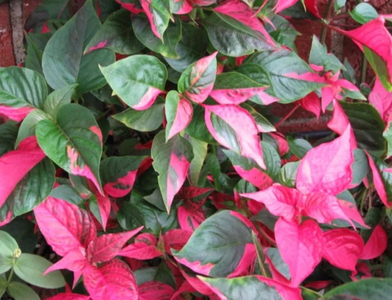 2 Alternanthera Party Time Live Plants – Colorful Foliage – 4-6" Tall – Easy Care - Image 2