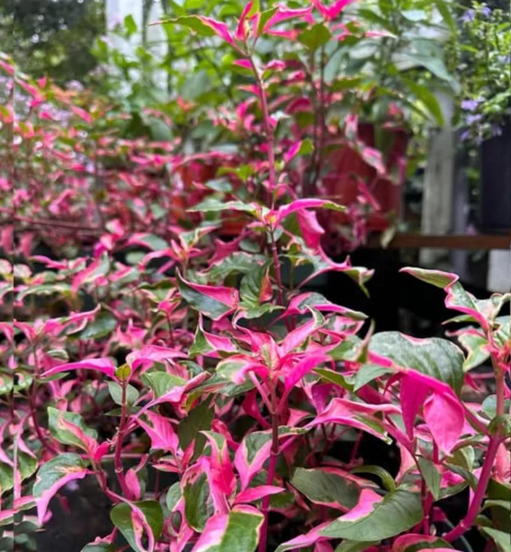 2 Alternanthera Party Time Live Plants – Colorful Foliage – 4-6" Tall – Easy Care - Image 3