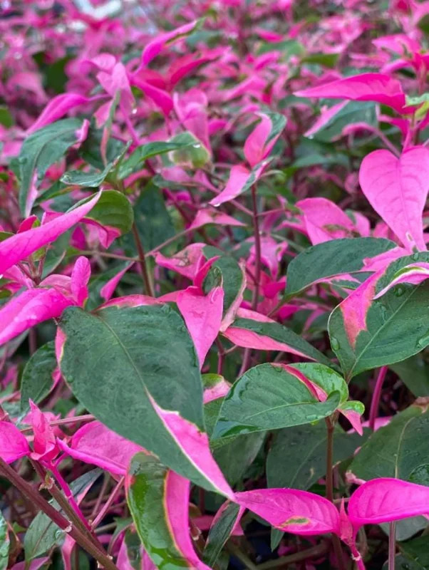 2 Alternanthera Party Time Live Plants – Colorful Foliage – 4-6" Tall – Easy Care - Image 5