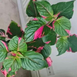 2 Alternanthera Party Time Live Plants – Colorful Foliage – 4-6