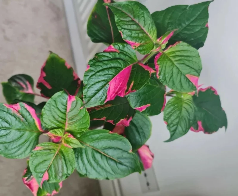 2 Alternanthera Party Time Live Plants – Colorful Foliage – 4-6" Tall – Easy Care - Image 6