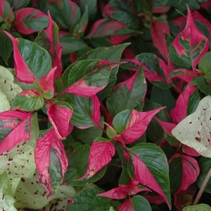 2 Alternanthera Party Time Live Plants – Colorful Foliage – 4-6