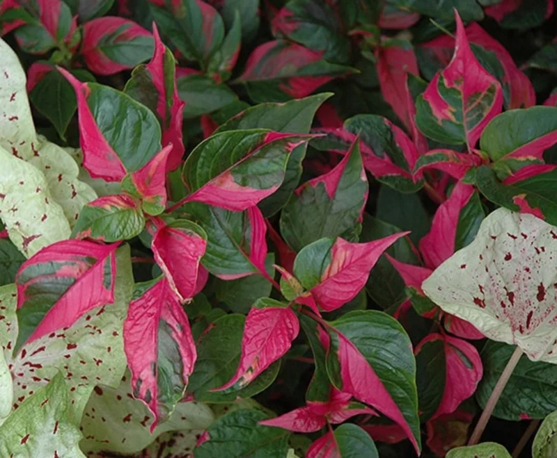 2 Alternanthera Party Time Live Plants – Colorful Foliage – 4-6" Tall – Easy Care - Image 7