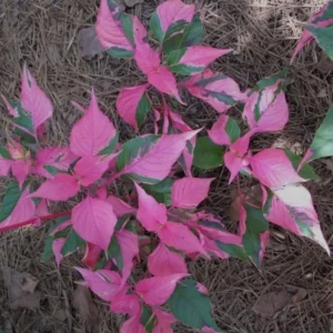 2 Alternanthera Party Time Live Plants – Colorful Foliage – 4-6