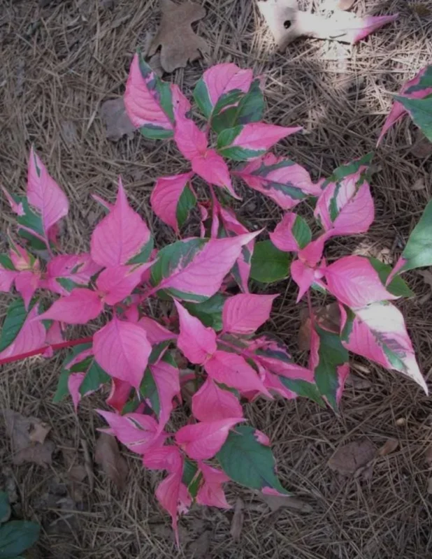 2 Alternanthera Party Time Live Plants – Colorful Foliage – 4-6" Tall – Easy Care - Image 8