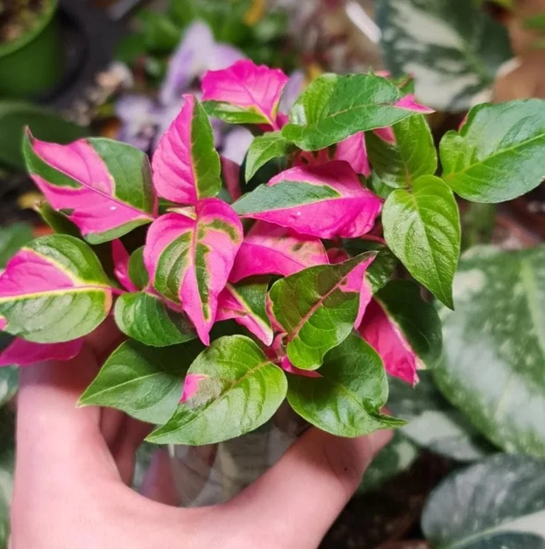 2 Alternanthera Party Time Live Plants – Colorful Foliage – 4-6" Tall – Easy Care - Image 1