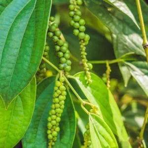 2 Black Pepper Live Plants – Piper Nigrum Spice Vine – 4-6" Tall Starters - Image 2