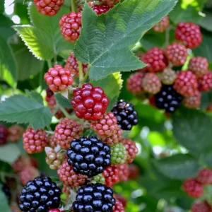 2 Chester Thornless Blackberry Live Plants - Sweet Fruit, Heat Tolerant - Image 3