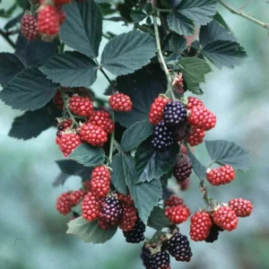 2 Chester Thornless Blackberry Live Plants - Sweet Fruit, Heat Tolerant - Image 4