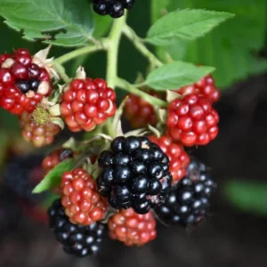 2 Chester Thornless Blackberry Live Plants - Sweet Fruit, Heat Tolerant - Image 5