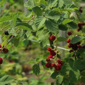 2 Chester Thornless Blackberry Live Plants - Sweet Fruit, Heat Tolerant - Image 7