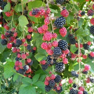 2 Chester Thornless Blackberry Live Starter Plants - Sweet Fruit, Heat Tolerant, USDA Zones 5-10 - Image 1