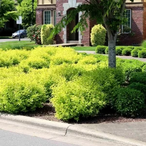 2 Duranta Yellow Live Plants – 4-6 Inch Starter Shrubs – Bright Yellow-Green Foliage – Outdoor - Image 4