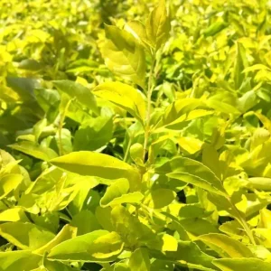 2 Duranta Yellow Live Plants – 4-6 Inch Starter Shrubs – Bright Yellow-Green Foliage – Outdoor - Image 1
