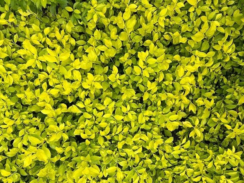 2 Duranta Yellow Live Starter Plants – 4-6 Inch, Bright Yellow-Green Foliage - Image 2