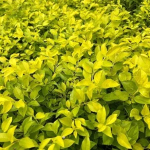 2 Duranta Yellow Live Starter Plants – 4-6 Inch, Bright Yellow-Green Foliage - Image 3