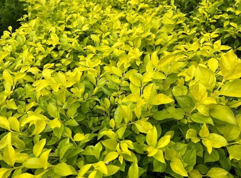2 Duranta Yellow Live Starter Plants – 4-6 Inch, Bright Yellow-Green Foliage - Image 3