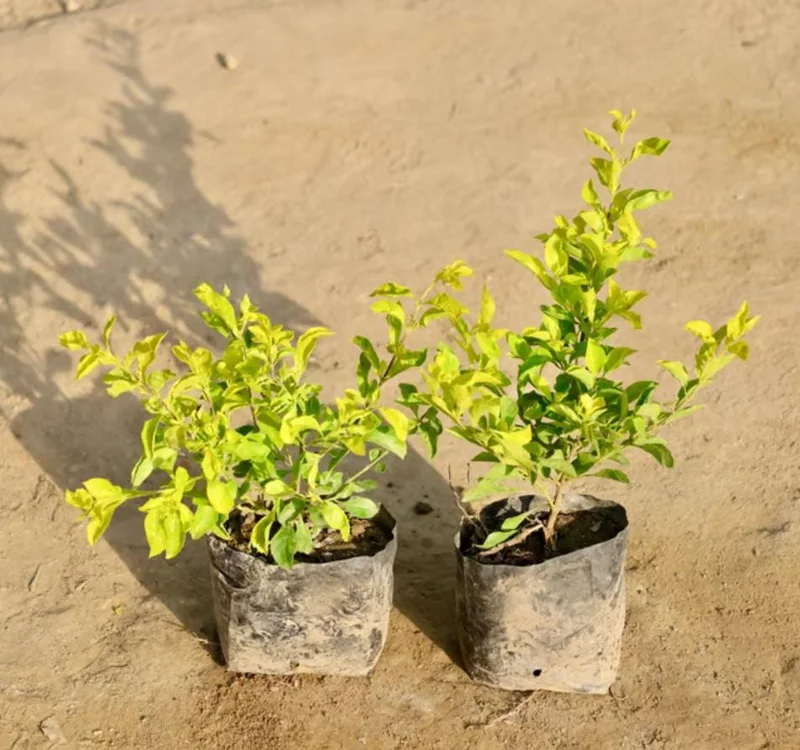 2 Duranta Yellow Live Starter Plants – 4-6 Inch, Bright Yellow-Green Foliage - Image 5