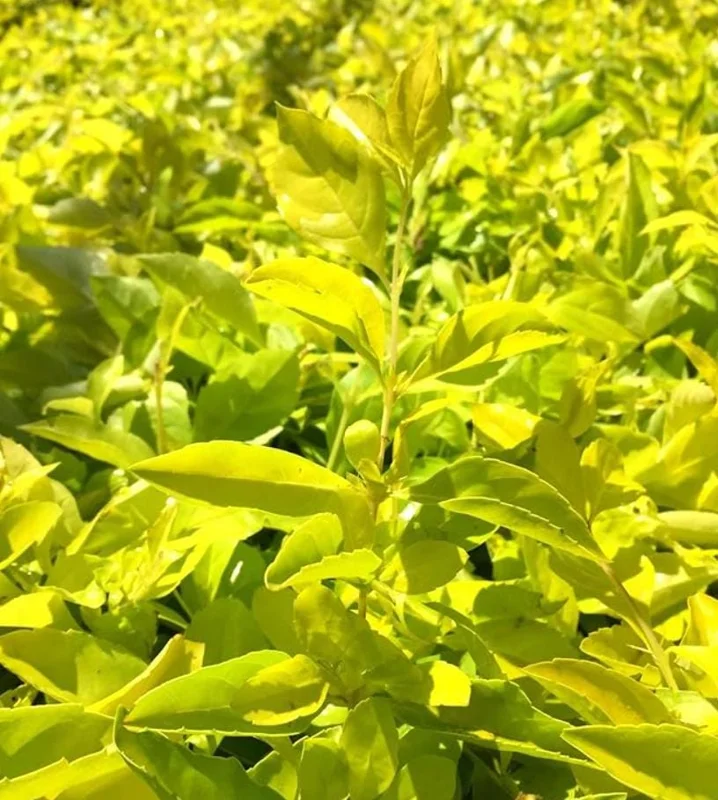 2 Duranta Yellow Live Starter Plants – 4-6 Inch, Bright Yellow-Green Foliage - Image 1