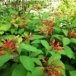 2 Dwarf Hamelia Live Plants 4-6