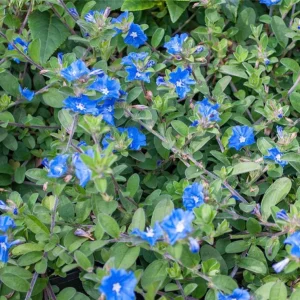 2 Evolvulus Blue Daze Live Plants – 4-6