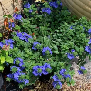 2 Evolvulus Blue Daze Live Plants – 4-6