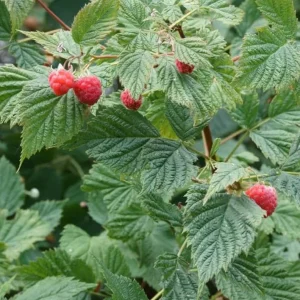 2 Live Caroline Red Raspberry Plants - 4-6