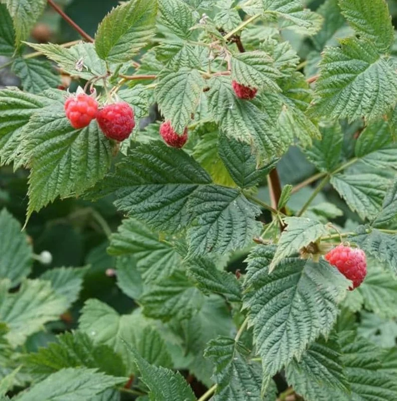 2 Live Caroline Red Raspberry Plants - 4-6" Tall - Everbearing Fruiting Bush - Image 10