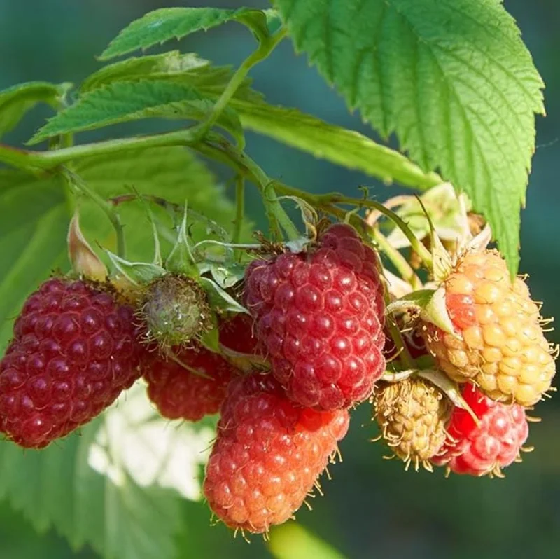 2 Live Caroline Red Raspberry Plants - 4-6" Tall - Everbearing Fruiting Bush - Image 3