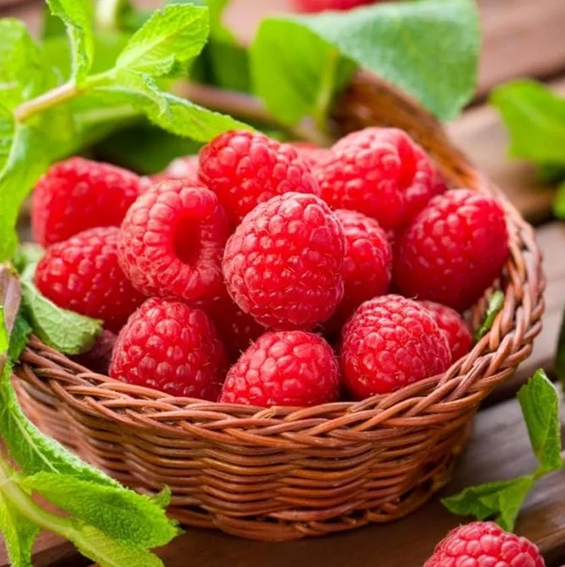 2 Live Caroline Red Raspberry Plants - 4-6" Tall - Everbearing Fruiting Bush - Image 4