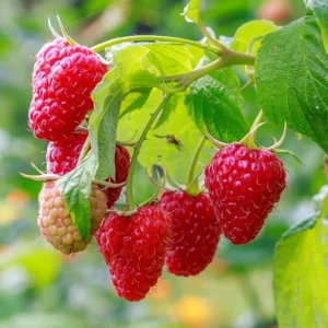 2 Live Caroline Red Raspberry Plants - 4-6