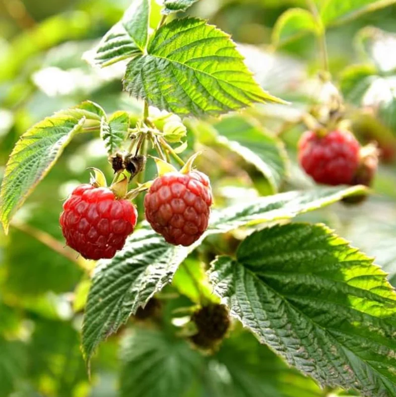 2 Live Caroline Red Raspberry Plants - 4-6" Tall - Everbearing Fruiting Bush - Image 8