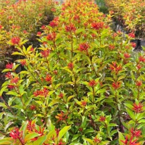 2 Mexican Firebush Live Plants - Hamelia patens, 4-6in Starter Plants, Hummingbird Magnet, Red-Orange Blooms, Outdoor Shrub - Image 10