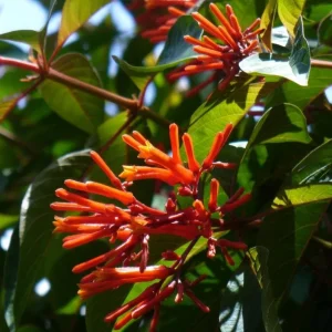 2 Mexican Firebush Live Plants - Hamelia patens, 4-6in Starter Plants, Hummingbird Magnet, Red-Orange Blooms, Outdoor Shrub - Image 2