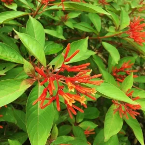 2 Mexican Firebush Live Plants - Hamelia patens, 4-6in Starter Plants, Hummingbird Magnet, Red-Orange Blooms, Outdoor Shrub - Image 1