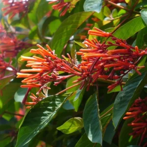 2 Mexican Firebush Live Plants - Hamelia patens, 4-6in Starter Plants, Hummingbird Magnet, Red-Orange Blooms, Outdoor Shrub - Image 7