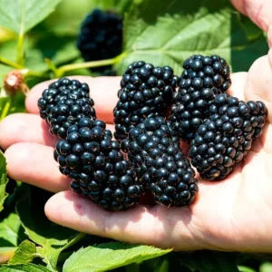 2 Navaho Thornless Blackberry Live Plants - Sweet Black Fruit, Upright Shrub, 4-6 in Tall - Image 5