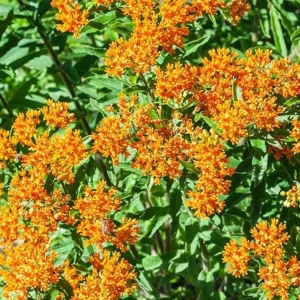 2 Orange Milkweed Live Plants – Asclepias Tuberosa Starter – 4-6