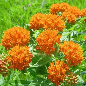 2 Orange Milkweed Live Plants – Asclepias Tuberosa Starter – 4-6