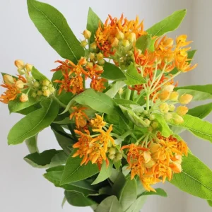 2 Orange Milkweed Live Plants – Asclepias Tuberosa Starter – 4-6" Tall – Outdoor Perennial for Pollinators - Image 1