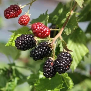 2 Osage Thornless Blackberry Live Plants - Sweet Fruit, Healthy Root Balls - Image 1