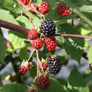 2 Osage Thornless Blackberry Live Plants - Sweet Fruit, Healthy Root Balls - Image 3