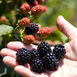 2 Osage Thornless Blackberry Live Plants - Sweet Fruit, Healthy Root Balls - Image 4
