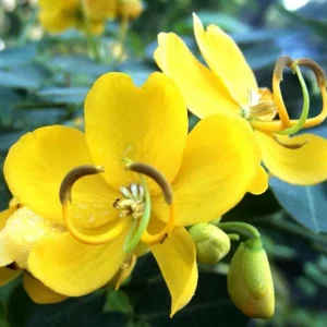 2 Pack Cassia Butterfly Bush Live Plants (Senna bicapsularis) – 4-6" Tall, Bare Root, Outdoor Shrub - Image 2