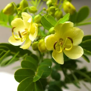 2 Pack Cassia Butterfly Bush Live Plants (Senna bicapsularis) – 4-6" Tall, Bare Root, Outdoor Shrub - Image 1